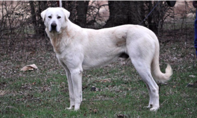 Akbash Dog Breed