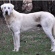 Akbash Dog Breed