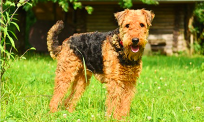 Airedale Terrier