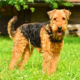 Airedale Terrier