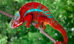 red chameleon