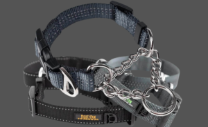 mighty paw martingale dog collar