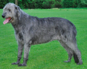 russian wolfhound