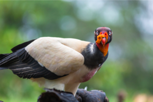 King Vulture