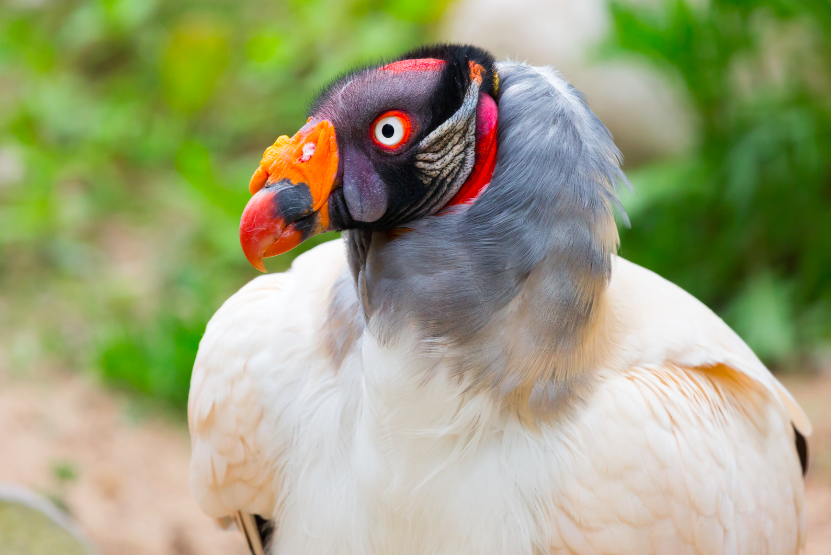 King Vulture