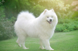 why are samoyed dogs so expensive - 10 facts to know