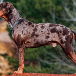 american leopard hound dog