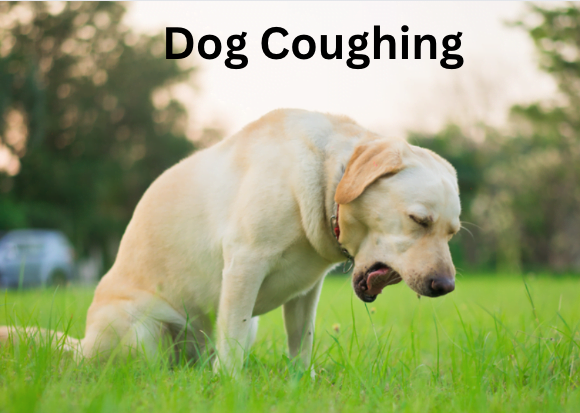 Dog Coughing