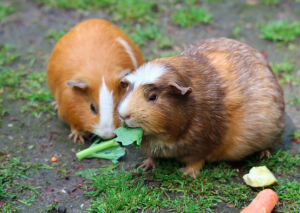 can guinea pigs eat celery?