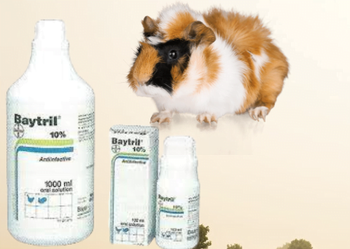 Baytril For Guinea Pigs