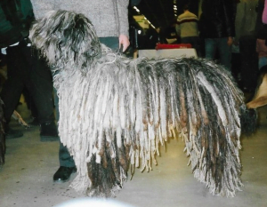 bergamasco sheepdog