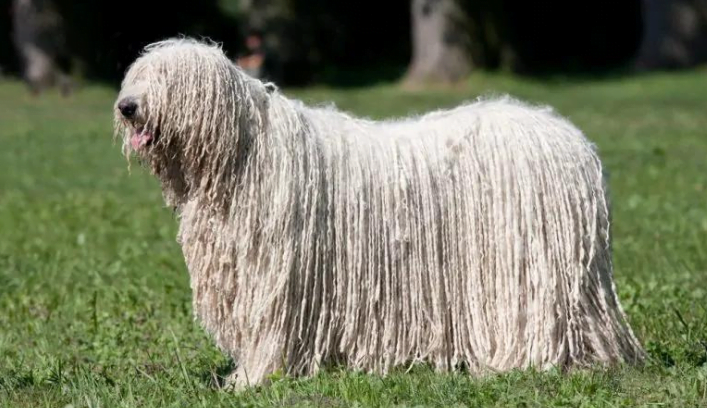 dogs with dreads