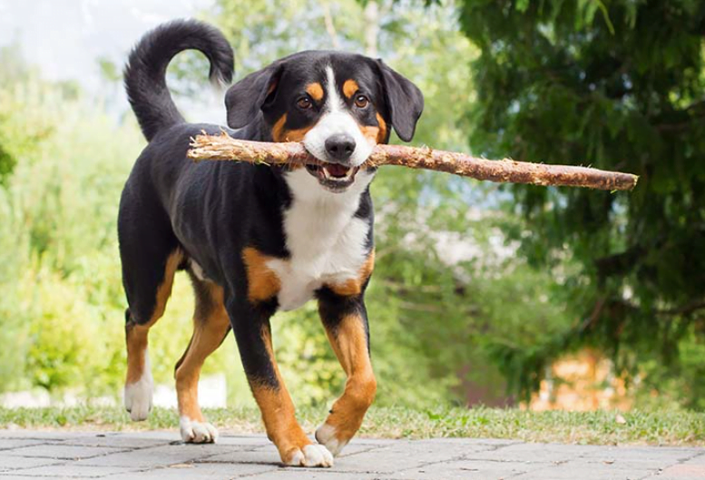 why do dogs like stick?