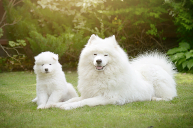 The Samoyed Dog Breed