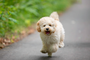 Shichon Dogs