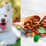 almond and dog