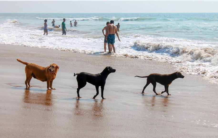 pet-friendly beaches for your furry friend