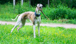 whippet dog breed