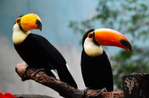 toucans