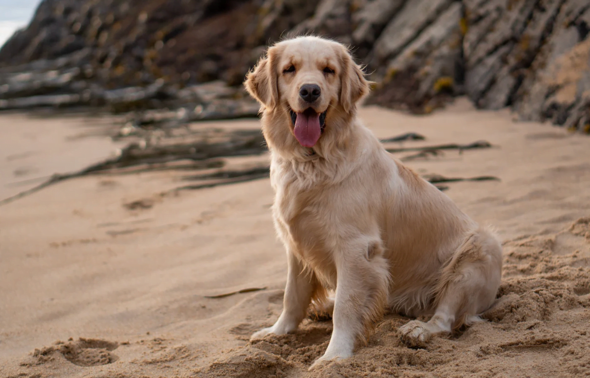 a guide to help you decide if a golden retriever is the perfect dog breed for you