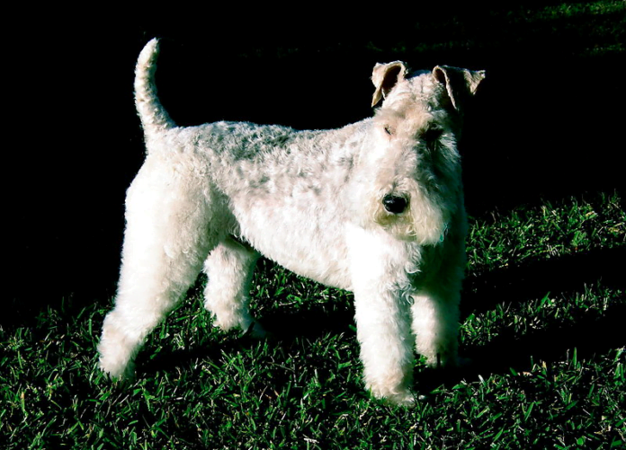 Wire Fox Terriers