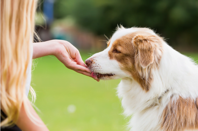 Treating Anxiety In Dogs