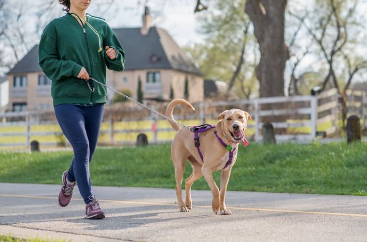 Dog Walking