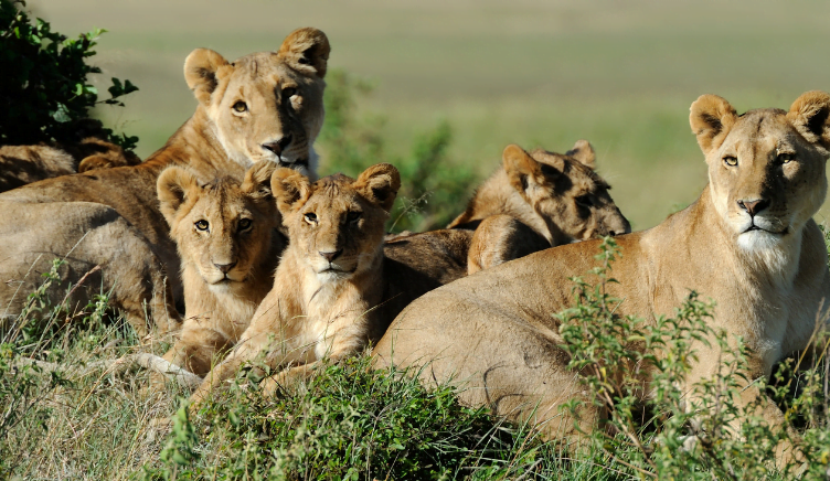 lions fall victim to herders