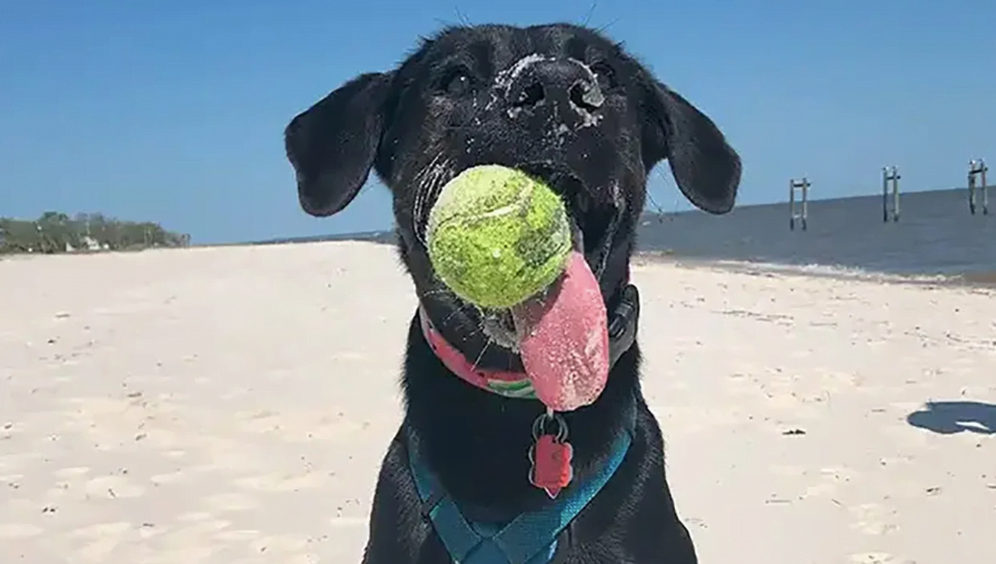 Meet Zoey: The Lab-Shepherd Mix With the Longest Dog Tongue on Earth