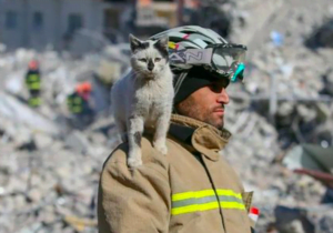 Cat Rescued from Earthquakes in Turkey