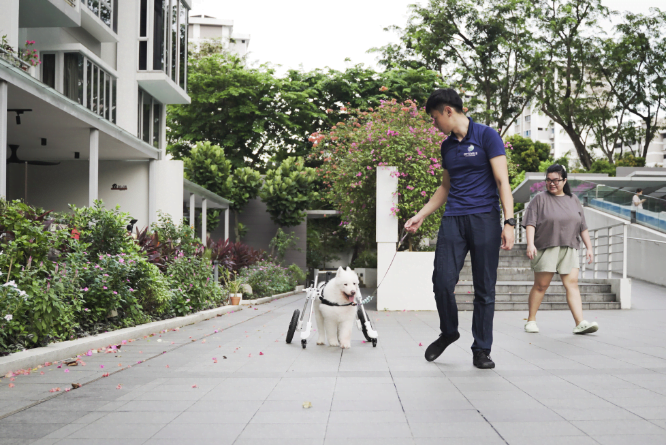 NUS Innovator Revolutionizes Canine Mobility with Assistive Walker