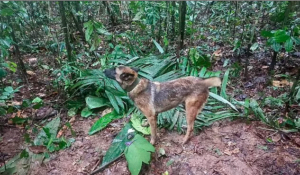 amazon rescue: hero dog hunted as lost siblings found