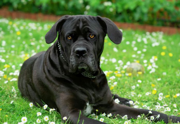 The Top Canine Contenders: America's Most Searched Dog Breeds