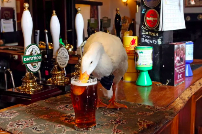 Head-Turning Ale-Drinking Duck Injured in Doggy Dust-Up 