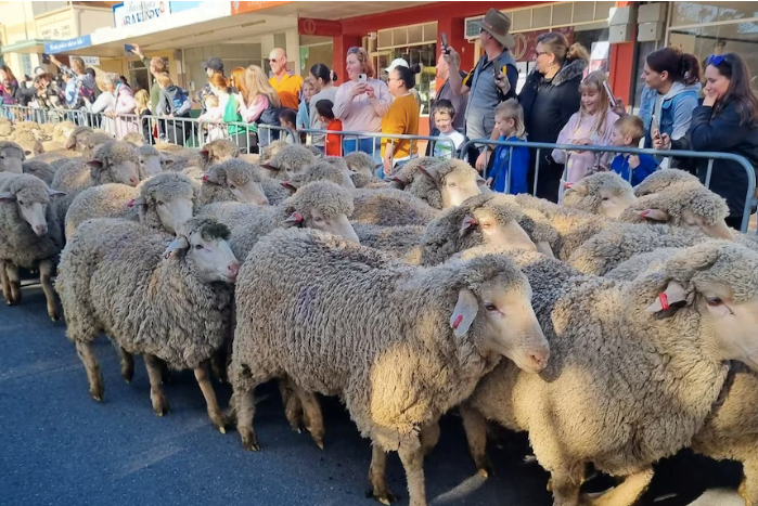 trans-tasman sheep running extravaganza makes a comeback 
