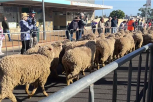 Trans-Tasman Sheep Running Extravaganza Makes a Comeback 