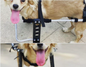 Brave Dog Conquering Disability with a Lego Wheelchair