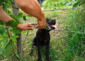 Rescuing a Canine Trapped in Barbed Wire