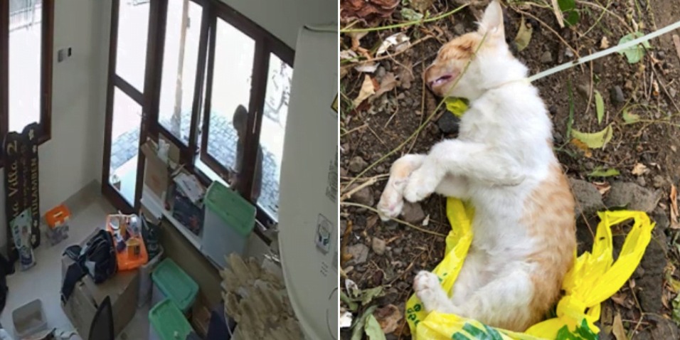 singaporean man faces allegations of brutal animal cruelty in bali resort
