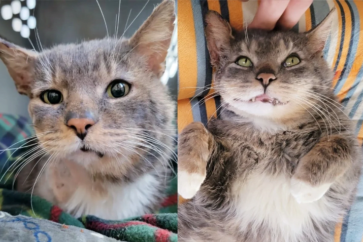 a cat's journey from street struggles to a loving home