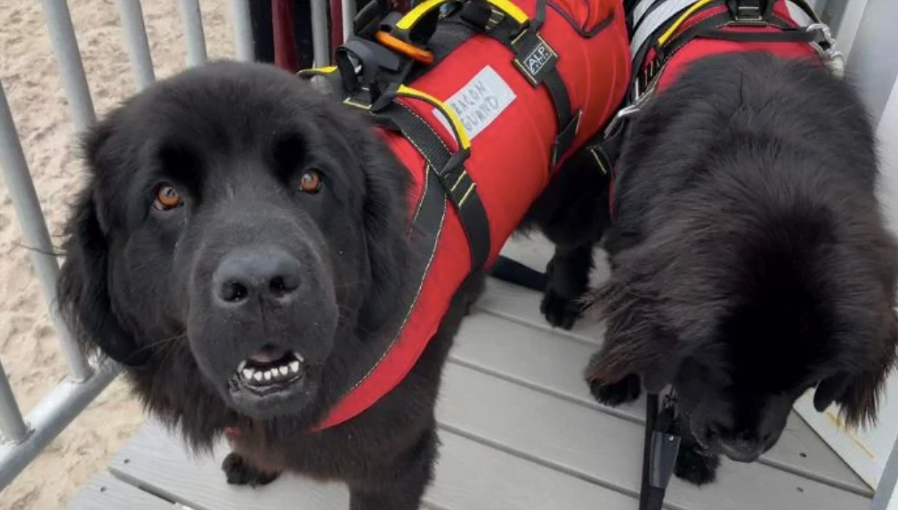 america's pioneering canine lifeguards