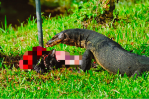 monitor lizard consumes black cat
