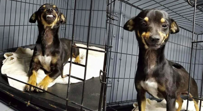 This Texas Rescue Dog Wins Hearts With His Adorable Smile