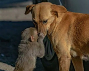 Mother Dog Raises Orphaned Monkey as Her Own