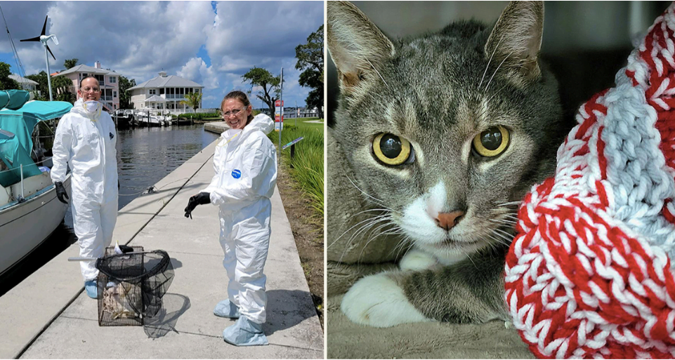 sailor cat, begins new life after florida tragedy