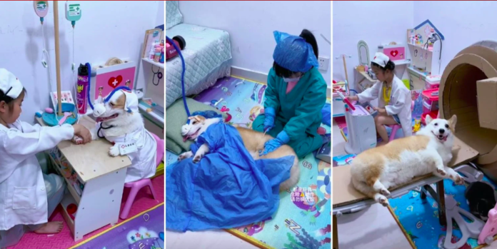 Chinese Girl Performs 'Surgeries' on Pet Corgi Using Homemade Medical Equipment