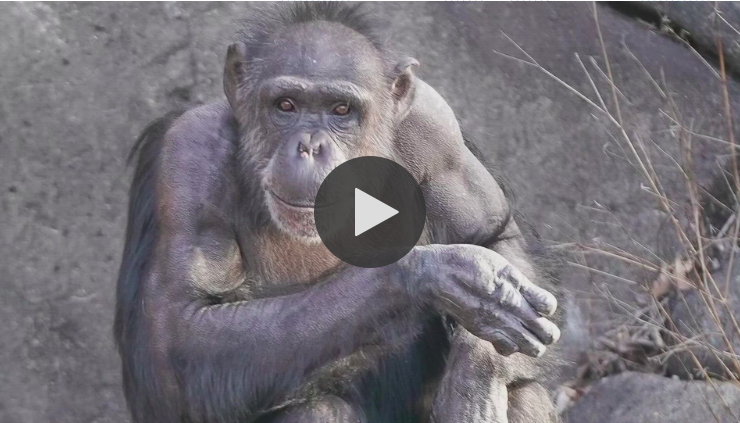 zoo knoxville says farewell to binti, the cherished chimpanzee
