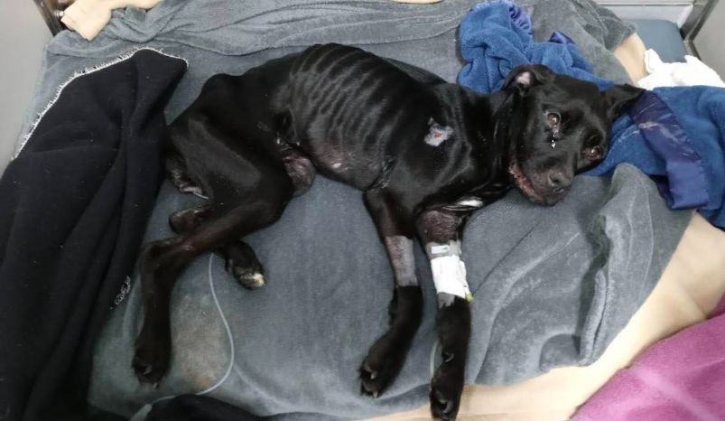malnourished dog's journey from despair to triumph
