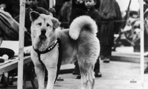 the extraordinary saga of the world's most devoted dog