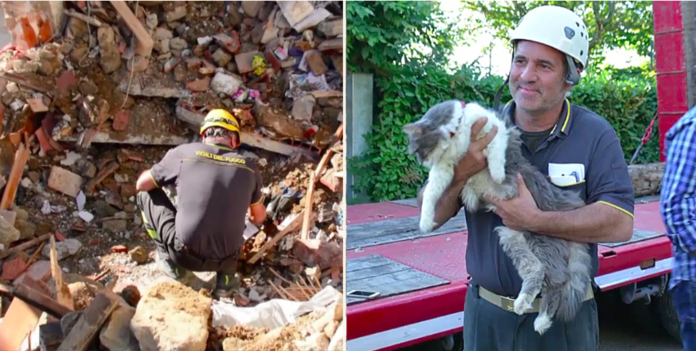 Italian Cat Survives 32 Days in Earthquake Rubble